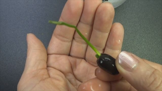 Как вырастить лотос из семян - Посадка лотоса