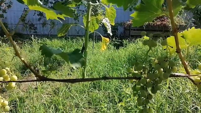 Отличие винограда Рошфор от Кардинала