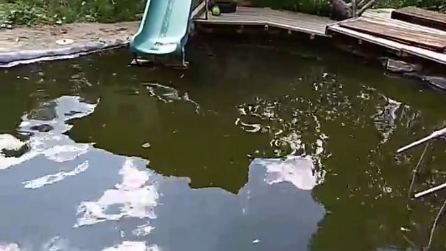 Очистка пруда, очистка воды. Самый простой способ.