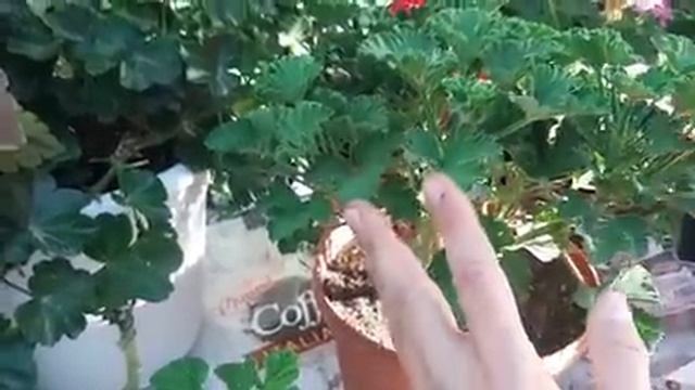 Как укоренить ГЕРАНЬ ЛУЧШИЙ СПОСОБ как черенковать пеларгонию и герань и размножить черенками.mp4