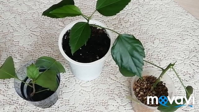 ?УКОРЕНЕНИЕ ЧЕРЕНКОВ ГИБИСКУСА./Как проходит укоренение черенков гибискуса. Прошло 2 месяца.