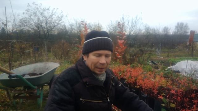 Подготовка голубики к зиме.Уход за голубикой садовой осенью