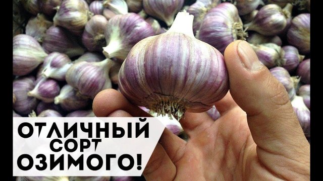 Этот сорт озимого чеснока сажаю всегда! Крупные и вкусные зубчики! Сорта озимого чеснока!