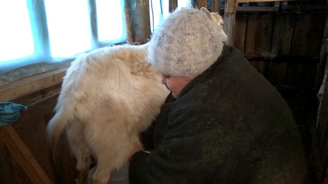 Как правильно доить козу ! Коза Маша, вечерняя дойка ! (Инструкция)