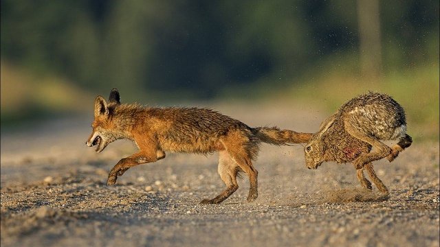 Бомж, боксер и любитель какашек, который может напасть даже на лису - ЗАЯЦ В ДЕЛЕ!
