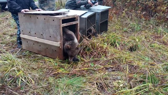 Новые жители "Кологривского леса"