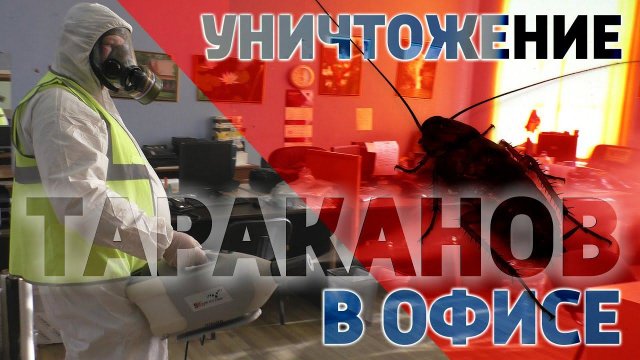 Тараканы❗ Дезинсекция и дезинфекция. Процесс обработки офиса⚠️ Грамотная травля. Важные аспекты