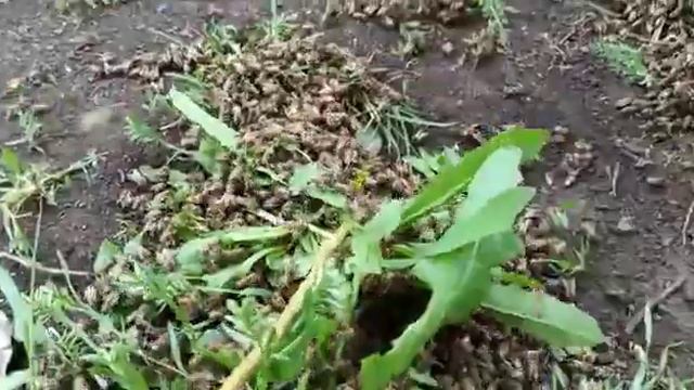Посадка роя сразу в улей