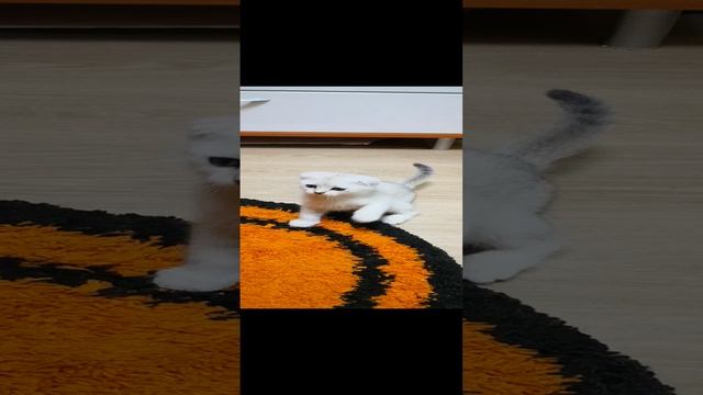 зефир.mp4