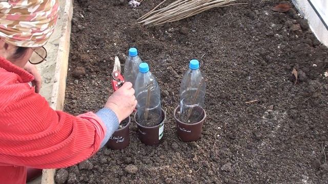 Осеннее черенкование гортензии .