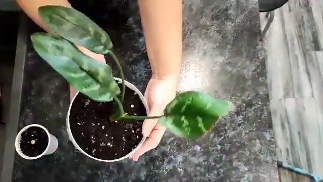 Размножение Аглаонемы. Укореняем черенки в воде и грунте.