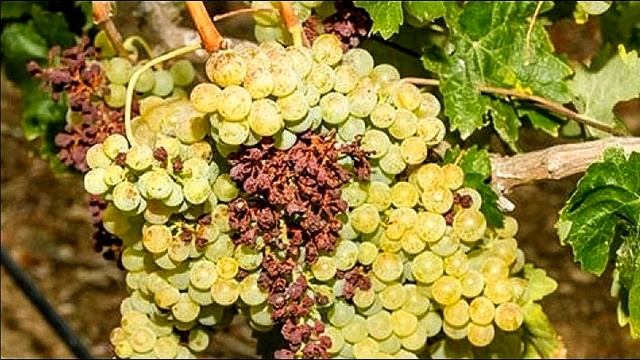 Почему сохнут ягоды и грозди винограда ?