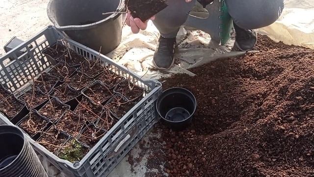 Перевалка метельчатой гортензии из Р9 в больший объем. Формировка куста.