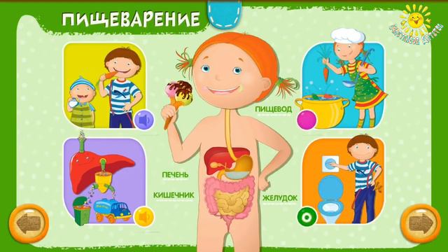 Как устроен человек