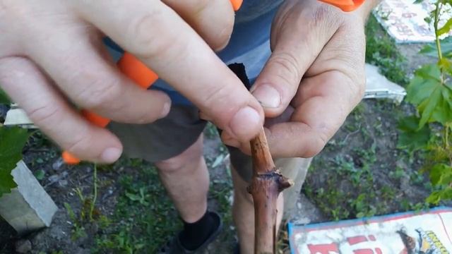 Прививка винограда прививочным секатором в июне
