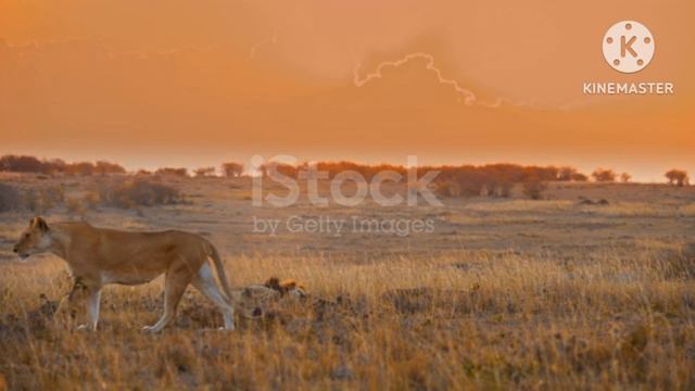 ANIMAL KINGDOM 60 fps 8K ULTRA HD #8K #ANIMAL #KINGDOM #ANIMALS #BIRDS #PLANET #NATURE #EARTH