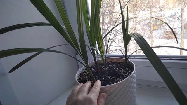 Финиковая ПАЛЬМА из косточки, как быстро вырастить пальму дома, советы Антонины