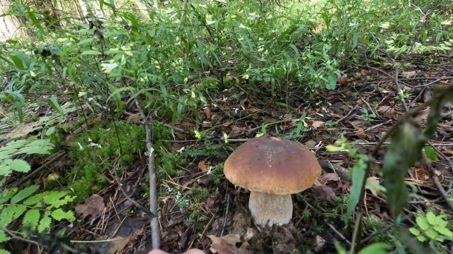 Под березами собираю белые грибы с подосиновиками. Хорошие грибы растут около лесных дорог