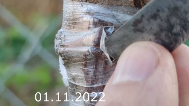 прививка черешни в сентябре и что будет с ней через год
