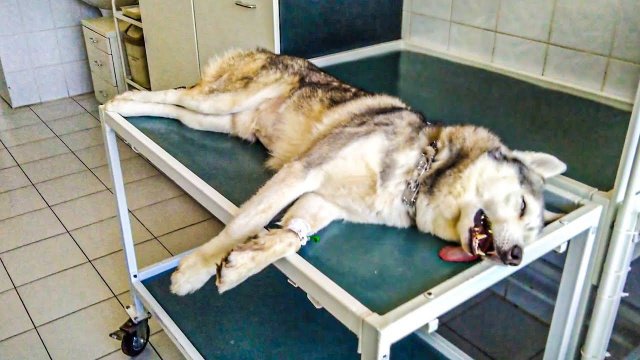 У БАНДИТА ОПАСНАЯ БОЛЕЗНЬ... СДЕЛАЛИ ОПЕРАЦИЮ, НО.. (Хаски Бандит)