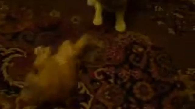 терлям терлям