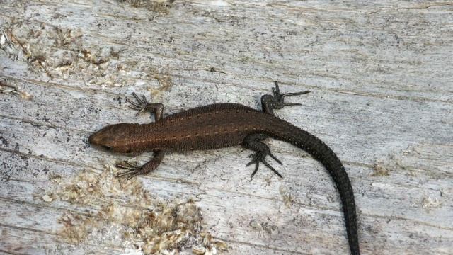 Ящерица живородящая, лесные ящерицы, Viviparous lizard