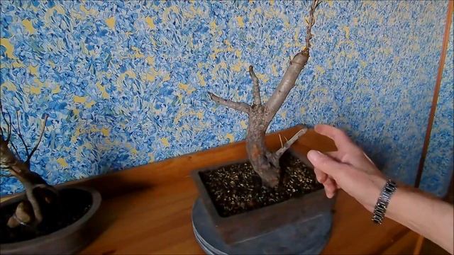 Клёны полевые, груша, лох, граб от Elena k bonsai весна 2021 год