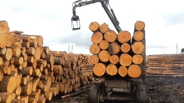 Лесовоз Урал Погрузка леса манипулятором фискарс грузит отборный кедр на пилораме