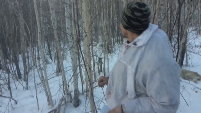 Охота на кабана с Барс 4-1 223рем.