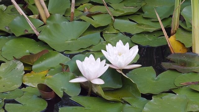 Парк-отель Байдары