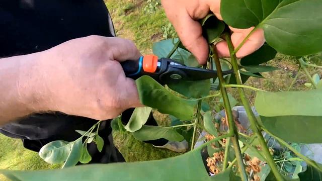 КАК И КОГДА ПРАВИЛЬНО ОБРЕЗАТЬ СИРЕНЬ.