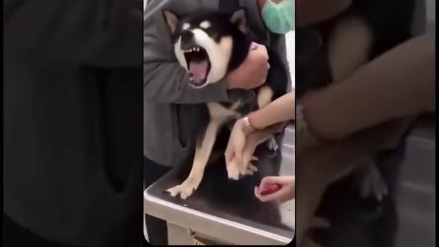 смешные животные