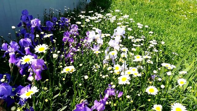 Цветы на даче! Моя любимая дача!