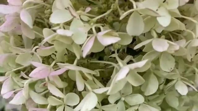 Гортензия метельчатая Тиклед Пинк, Граффити, Конфетти, Мохито