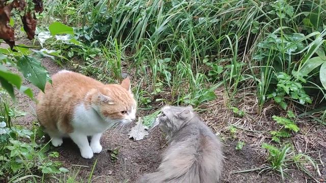 Коты беседуют