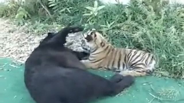 Леопард и тигренок играют вместе