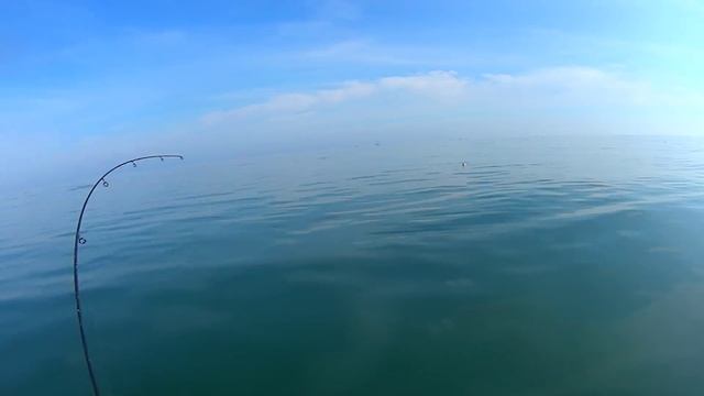 пилькер Торбелитта , ловля саргана в чёрном море.