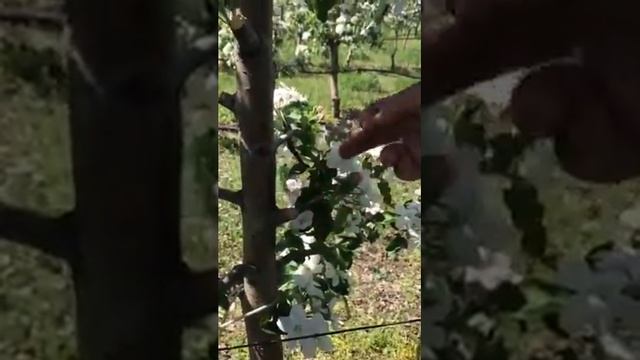 Интенсивный сад яблони, питомник Маценко