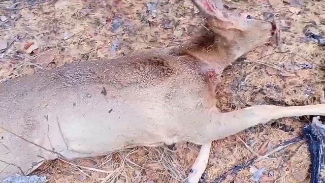 Охота на косулю с Барс 4-1 223 Рем калибр. Лайфхак по обдирке.