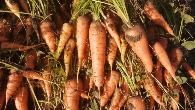 Выкопала всю морковь / Как храню морковь зимой