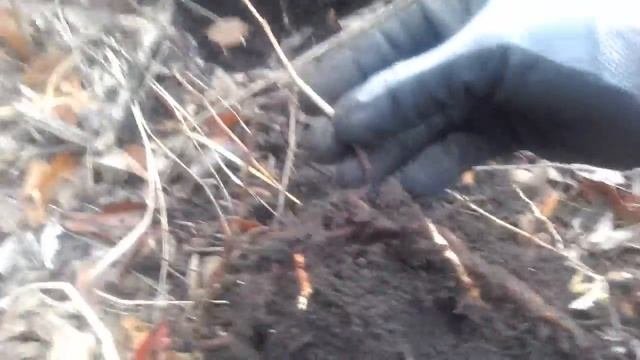 Корневые отводки груши. Лучший и единственный подвой для участка с близким залеганием грунтовых вод