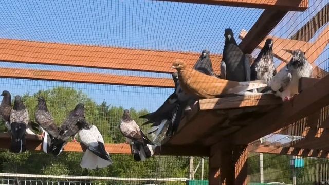 Обзор молодняка в питомнике "Казинка" +7(910)251-02-38