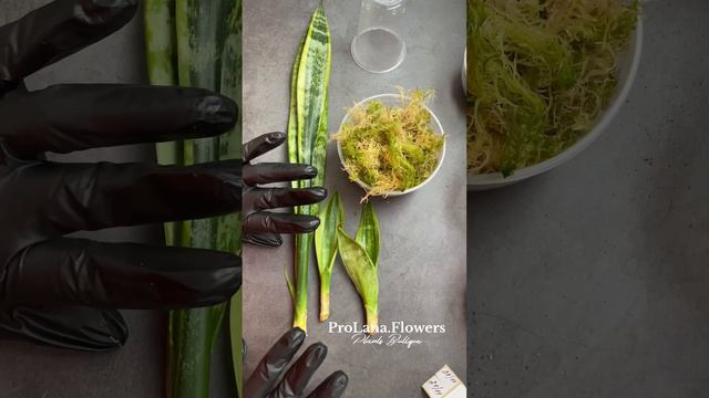 Мох!!! Укоренение сансевиерий.