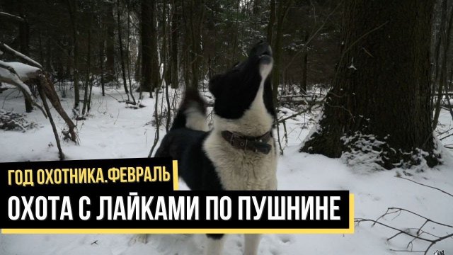 Охота с лайками по пушнине / Год охотника /#11