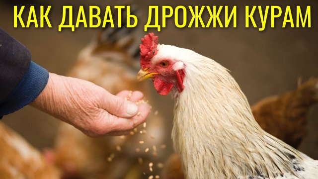 Как давать курам дрожжи / Автономный курятник на даче