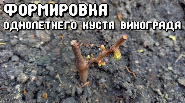 Формировка однолетнего куста винограда.