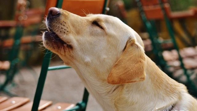 Щенок скулит. Звуки для вашего питомца. Лай собаки. Puppy whines Dog looks for sounds for your pet