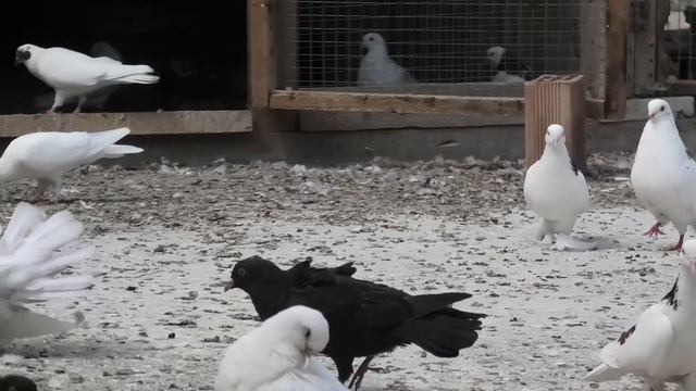 Бакинские голуби Алиева Октая в Баку!