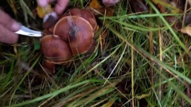 Рядовки Коричневые. Супер Опята - Гиганты. Рядовки Красные или Желто - Красные.