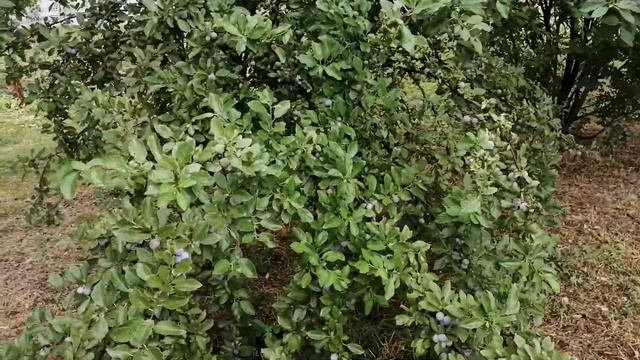 КРАСНОДАР/ КАРАСУНСКИЕ ОЗЕРА/ УЛИЦА КАРАСУНСКАЯ/ ПРОГУЛКИ ПО КРАСНОДАРУ